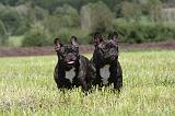 BOULEDOGUE FRANCAIS 083